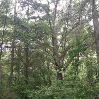 Hartwell Village Mobile Home ico