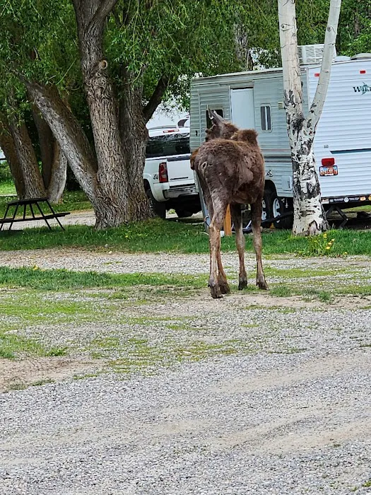 Fireside Resort - Jackson Hole Campground Picture 7