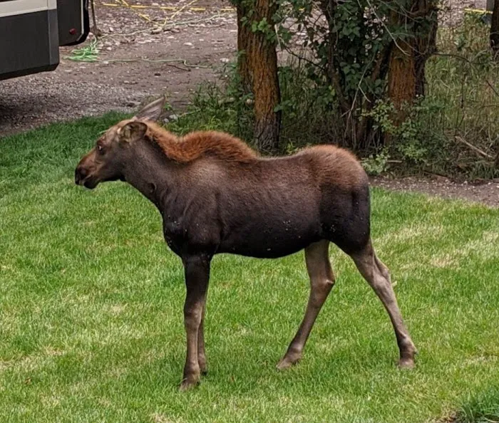 Fireside Resort - Jackson Hole Campground Picture 8