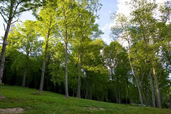 Wildflower Creek Motor Coach Resort Picture 3