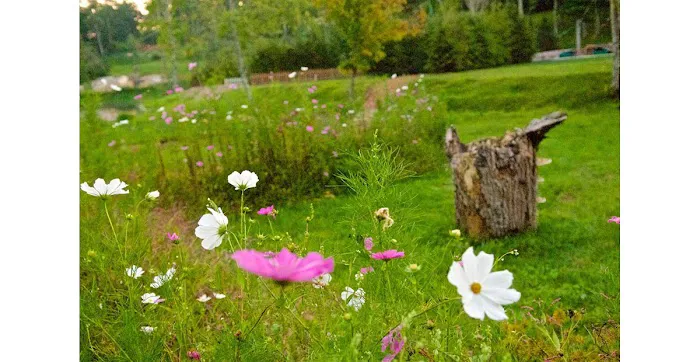 Wildflower Creek Motor Coach Resort Picture 6