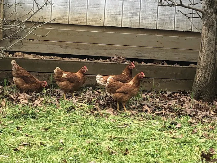 Cardinal Ridge Farm RV Resort Picture 6