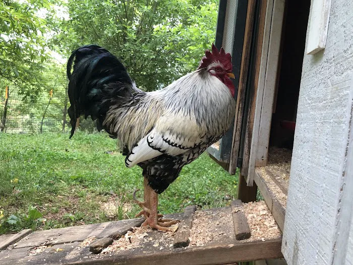 Cardinal Ridge Farm RV Resort Picture 9