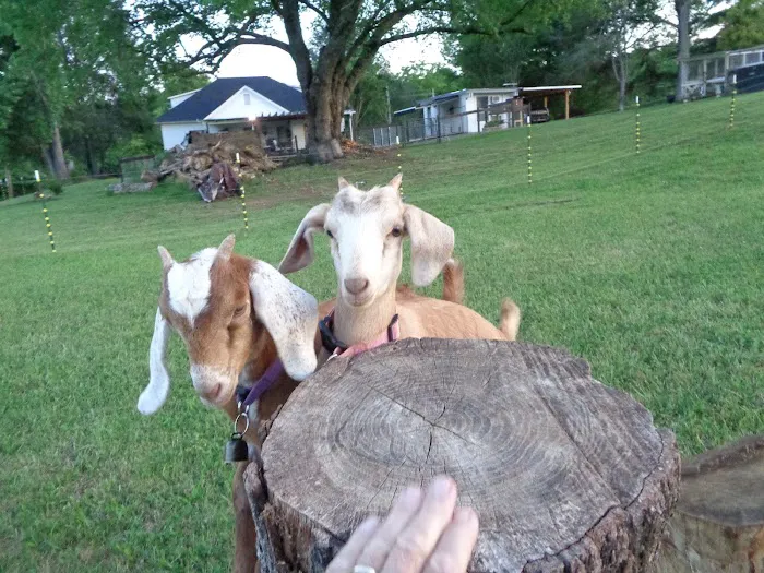 GEM CITY RV RESORT Picture 8