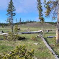 Sentinel Meadows East ico