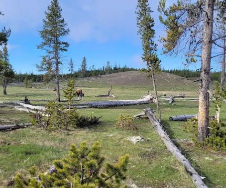 Sentinel Meadows East