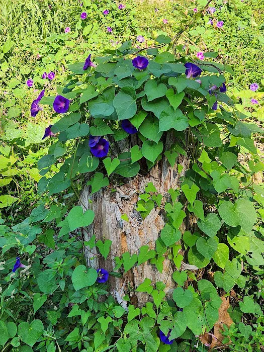 Madison Place Picture 6