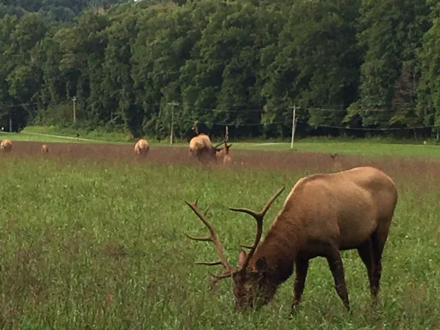 Stecoah Valley RV Resort Picture 4