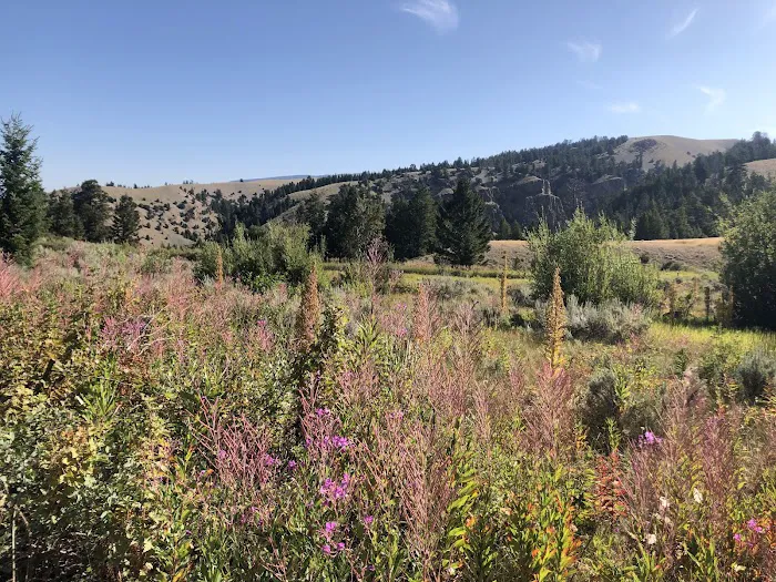 Curtis Canyon Campground Picture 9