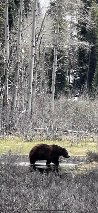 Pacific Creek Campground Picture 7