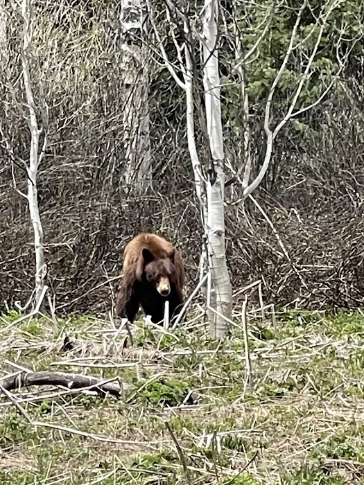 Pacific Creek Campground Picture 8