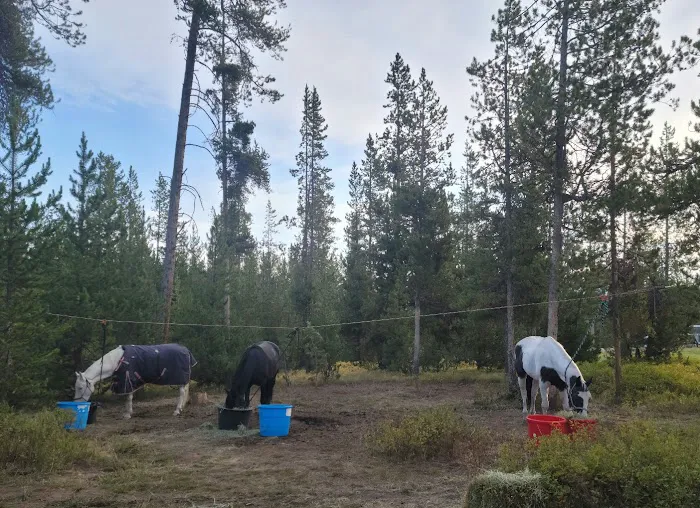 Turpin Meadow Campground Picture 9