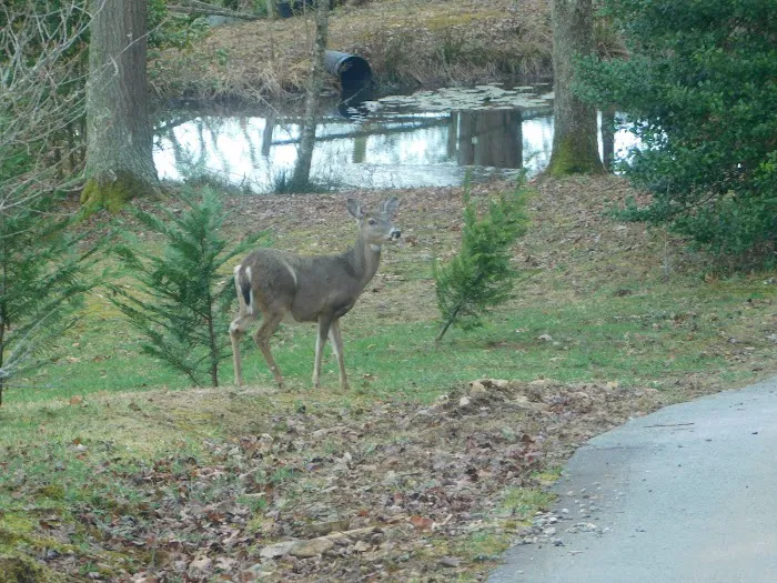 Deer Springs RV Park Picture 8