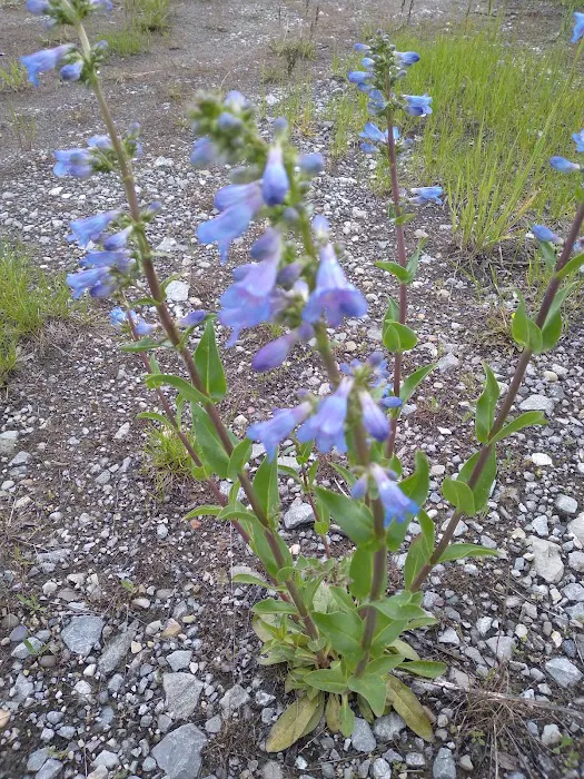 Blowout Campground Picture 4