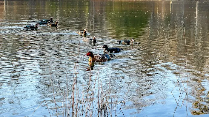 Misty Lake RV Park Picture 5