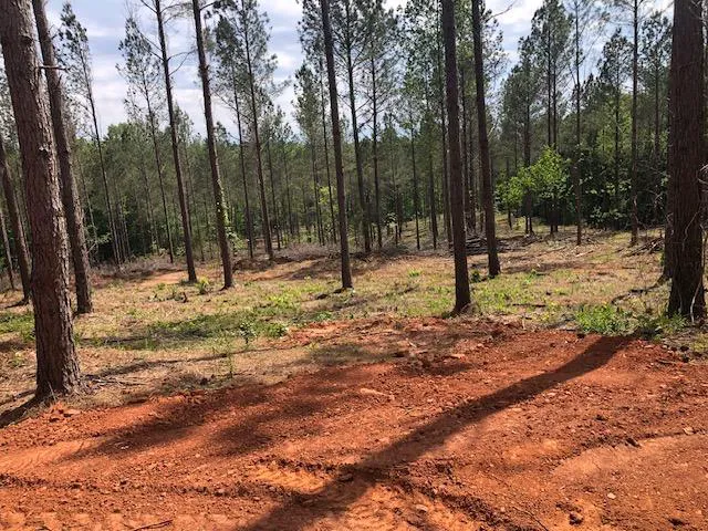 Pine Hill Campground and RV Park Picture 3