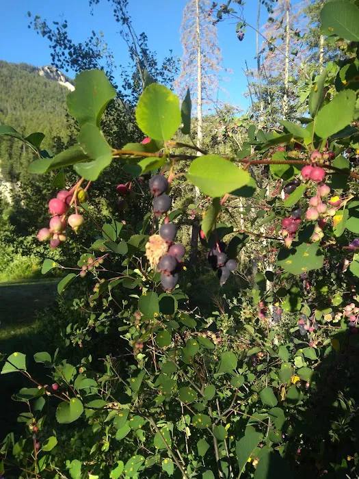 Hoback Campground Picture 6