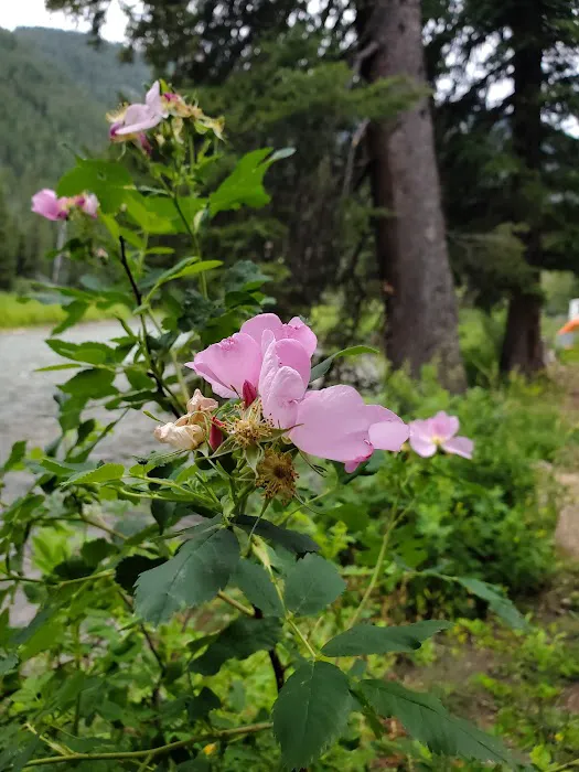 Hoback Campground Picture 7