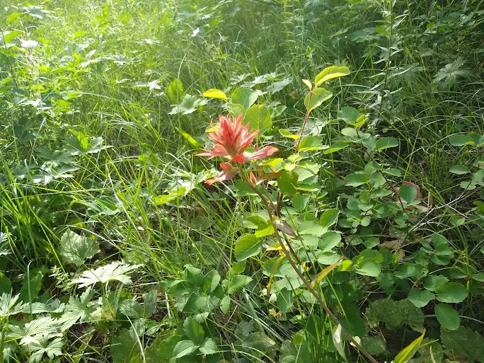 Murphy Creek Campground Picture 1