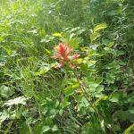 Murphy Creek Campground