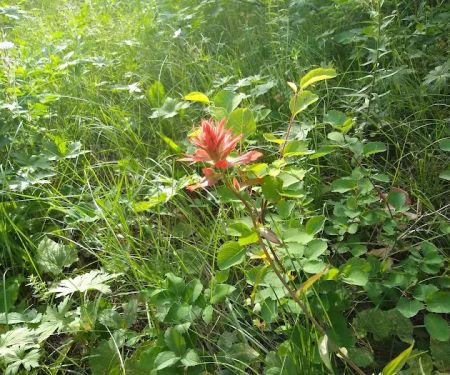 Murphy Creek Campground