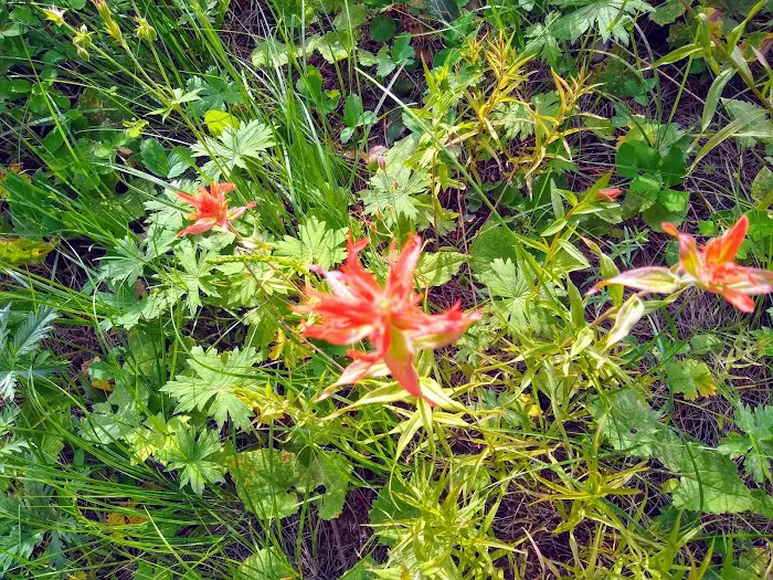 Murphy Creek Campground Picture 8