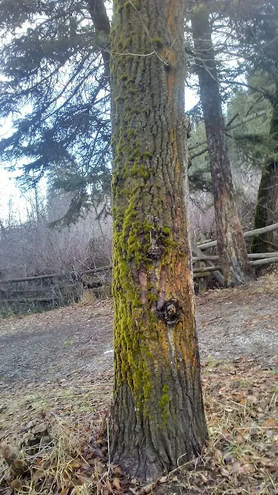 Tin Cup Campground Picture 9