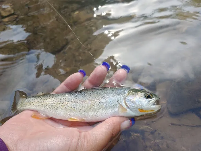 Tin Cup Campground Picture 7