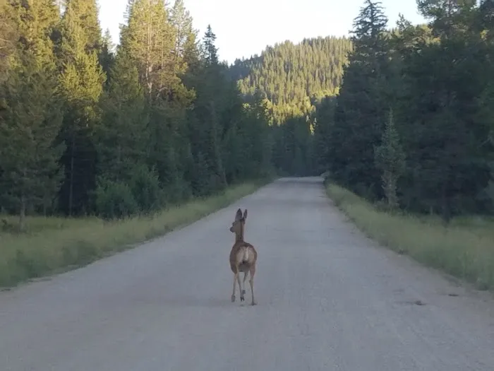 Moose Flat Campground Picture 8