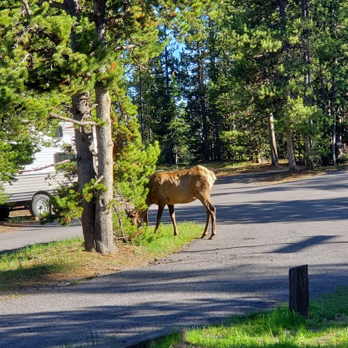 Grant Village Campground Picture 8