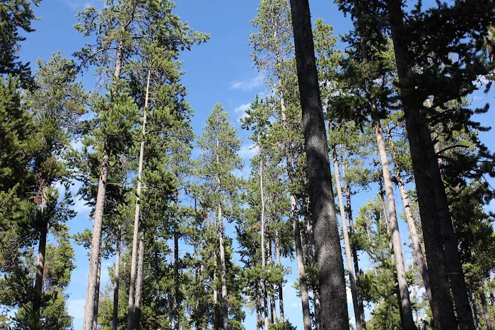 Grant Village Campground Picture 10