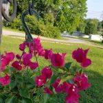 Allendale Mobile Home Park