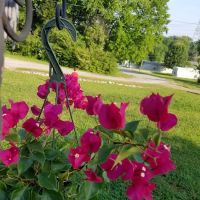 Allendale Mobile Home Park ico