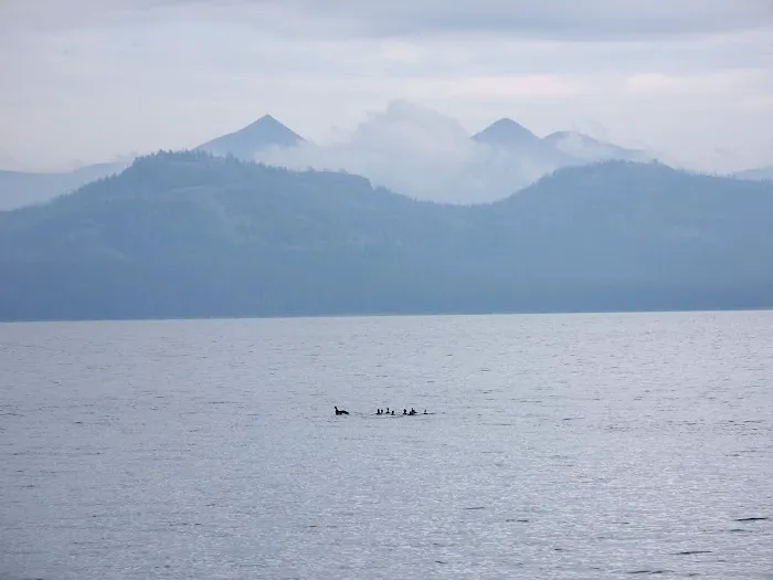 Plover Bay Picture 10