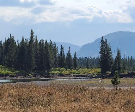 Yellowstone Meadows 6Y7