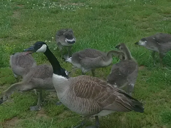 Rivers Edge Mountain RV Resort Picture 8