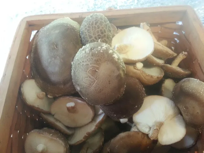 Persimmon Creek RV Park Picture 7