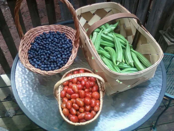 Persimmon Creek RV Park Picture 9