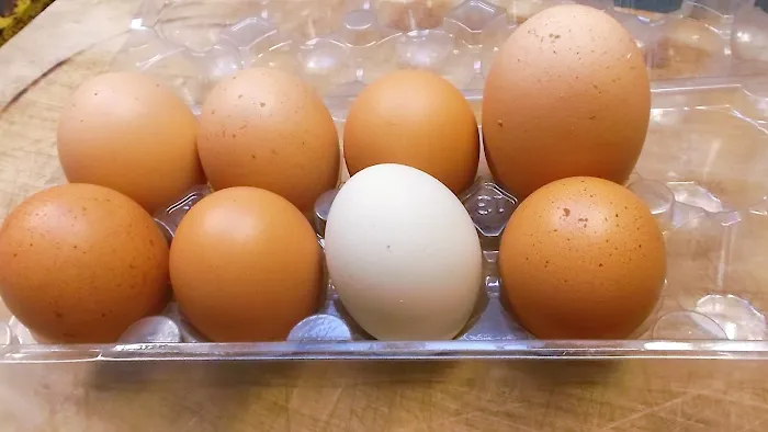 Persimmon Creek RV Park Picture 6