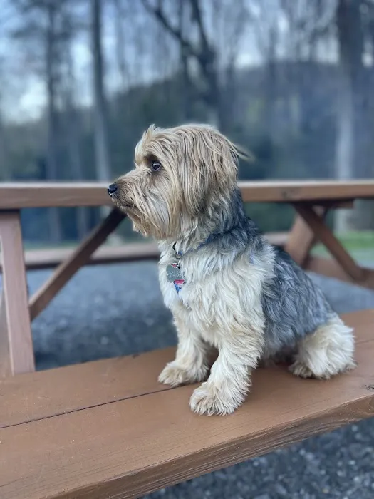 Foxfire of Murphy RV Park Picture 6