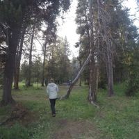 Beaverdam Meadow ico