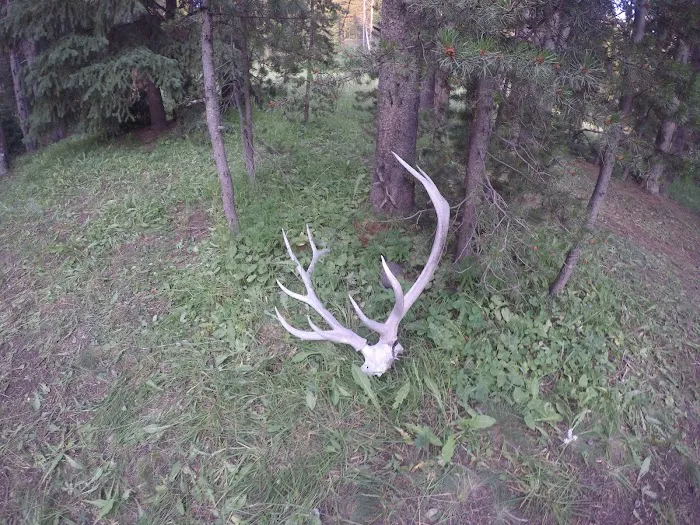 Beaverdam Meadow Picture 7