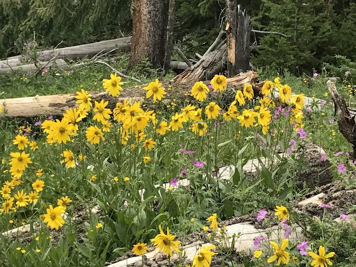 Howell Creek 6D6 Picture 1