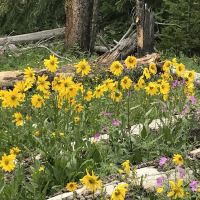 Howell Creek 6D6 ico