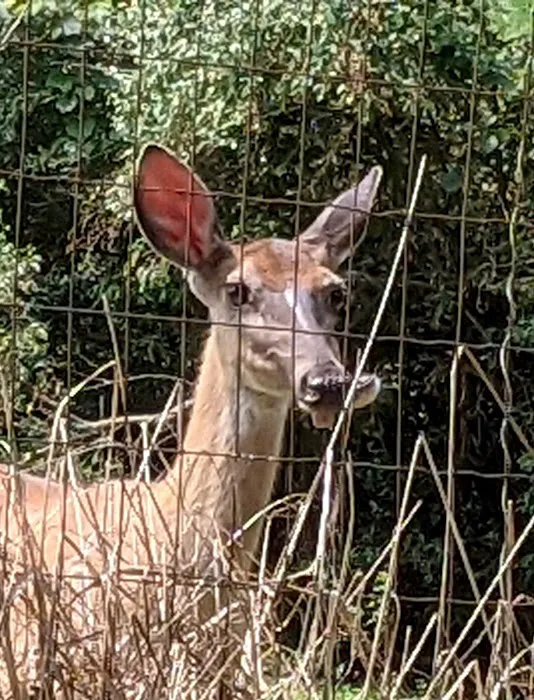 Twin Creeks RV Park Picture 8