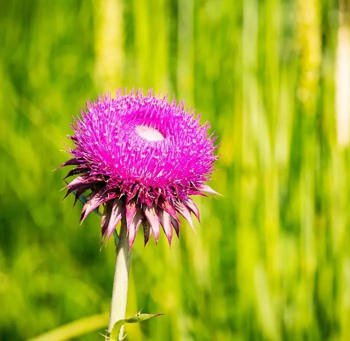 Cutthroat Trout Campground Picture 9