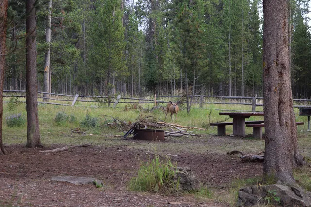 Forest Park Campground Picture 4