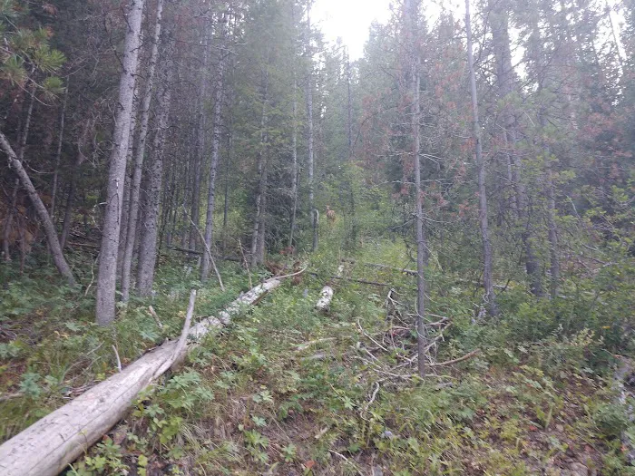 Gravel Creek Campground Picture 9