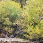 Swift Creek Campground