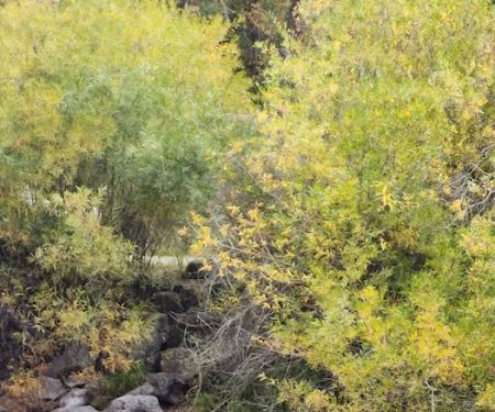 Swift Creek Campground